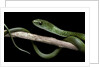 Philothamnus angolensis (green bush snake) by Anonymous