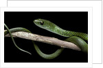 Philothamnus angolensis (green bush snake) by Anonymous