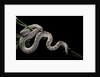 Pituophis melanoleucus mugitus (pine snake) by Anonymous