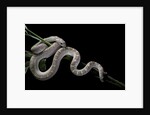 Pituophis melanoleucus mugitus (pine snake) by Anonymous