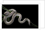 Pituophis melanoleucus mugitus (pine snake) by Anonymous