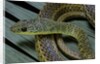 Psammophis sibilans (striped sand racer) by Anonymous