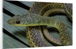 Psammophis sibilans (striped sand racer) by Anonymous