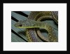 Psammophis sibilans (striped sand racer) by Anonymous
