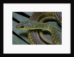 Psammophis sibilans (striped sand racer) by Anonymous