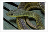 Psammophis sibilans (striped sand racer) by Anonymous