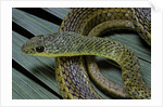 Psammophis sibilans (striped sand racer) by Anonymous