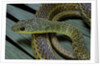 Psammophis sibilans (striped sand racer) by Anonymous