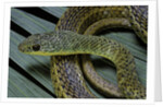 Psammophis sibilans (striped sand racer) by Anonymous