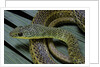 Psammophis sibilans (striped sand racer) by Anonymous