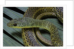 Psammophis sibilans (striped sand racer) by Anonymous