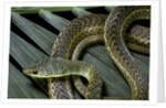Psammophis sibilans (striped sand racer) by Anonymous