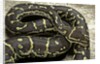 Python anchietae (angolan python) by Anonymous