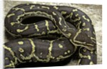 Python anchietae (angolan python) by Anonymous