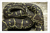 Python anchietae (angolan python) by Anonymous