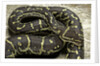 Python anchietae (angolan python) by Anonymous