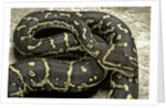 Python anchietae (angolan python) by Anonymous