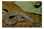 Python brongersmai (curtus) (red blood python) by Anonymous