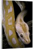 Python molurus bivittatus f. labyrinth albino by Anonymous