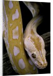 Python molurus bivittatus f. labyrinth albino by Anonymous