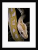 Python molurus bivittatus f. labyrinth albino by Anonymous