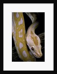 Python molurus bivittatus f. labyrinth albino by Anonymous