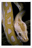 Python molurus bivittatus f. labyrinth albino by Anonymous