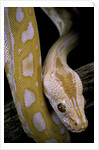 Python molurus bivittatus f. labyrinth albino by Anonymous