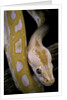 Python molurus bivittatus f. labyrinth albino by Anonymous