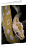 Python molurus bivittatus f. labyrinth albino by Anonymous