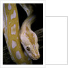 Python molurus bivittatus f. labyrinth albino by Anonymous