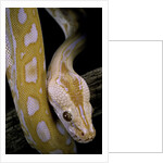 Python molurus bivittatus f. labyrinth albino by Anonymous