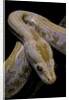 Python molurus bivittatus f. labyrinth albino by Anonymous