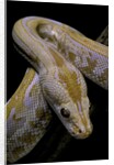 Python molurus bivittatus f. labyrinth albino by Anonymous
