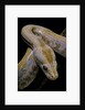 Python molurus bivittatus f. labyrinth albino by Anonymous