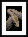 Python molurus bivittatus f. labyrinth albino by Anonymous