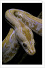 Python molurus bivittatus f. labyrinth albino by Anonymous