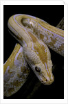 Python molurus bivittatus f. labyrinth albino by Anonymous