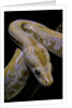 Python molurus bivittatus f. labyrinth albino by Anonymous