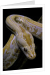 Python molurus bivittatus f. labyrinth albino by Anonymous