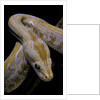 Python molurus bivittatus f. labyrinth albino by Anonymous