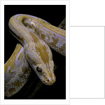 Python molurus bivittatus f. labyrinth albino by Anonymous