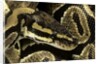 Python regius (royal python, ball python) by Anonymous