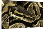 Python regius (royal python, ball python) by Anonymous