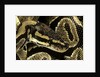 Python regius (royal python, ball python) by Anonymous