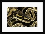 Python regius (royal python, ball python) by Anonymous