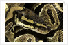 Python regius (royal python, ball python) by Anonymous