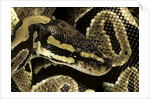 Python regius (royal python, ball python) by Anonymous