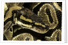 Python regius (royal python, ball python) by Anonymous