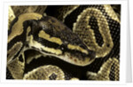 Python regius (royal python, ball python) by Anonymous